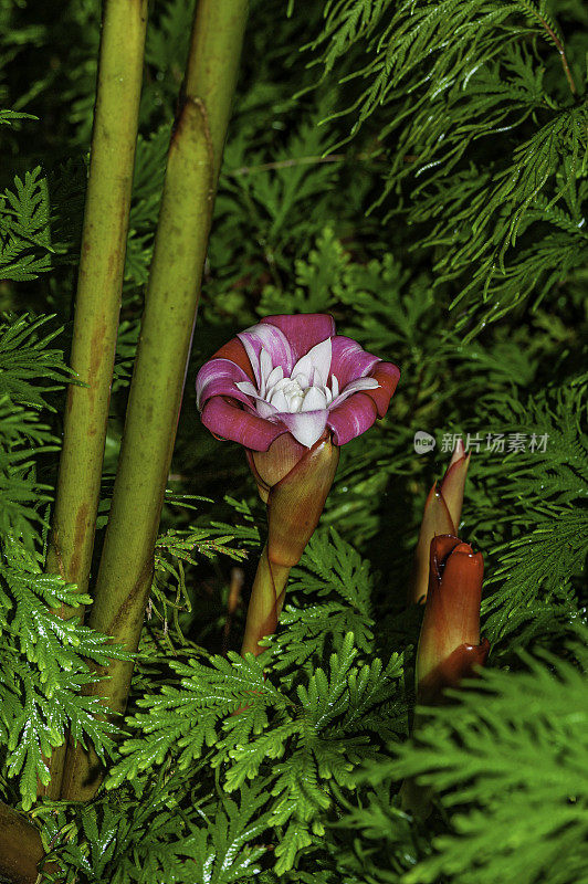 Etlingera venusta叫，世界上最美丽的姜。来自马来西亚的稀有新品种。夏威夷热带植物园，诺玛湾，夏威夷。